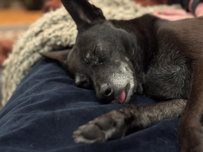 Luna the dog napping